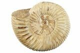 1 1/2" Polished Perisphinctes Ammonite Fossils - Madagascar - Photo 3